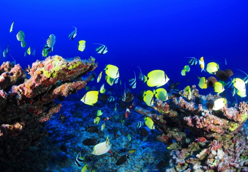 coral_reef_deep_reef_fish_ocean_underwater_coral_blue_sea-857672